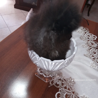 Spitz di pomerania mini toy