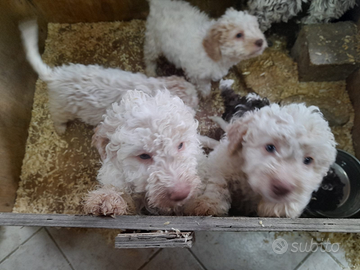 Cucciolo di Lagotto