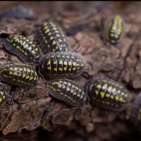 Isopodi Armadillidium gestroi