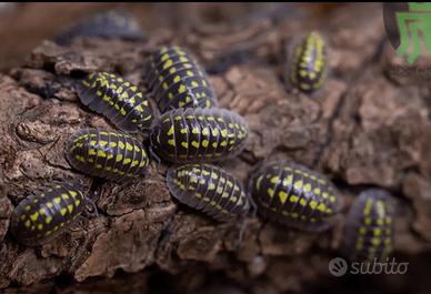 Isopodi Armadillidium gestroi