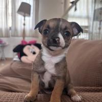 Cucciolo chihuahua