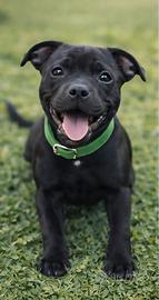Cucciolo di staffordshire bull terrier
