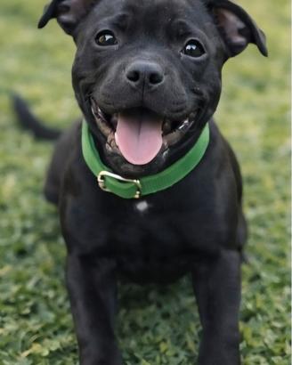 Cucciolo di staffordshire bull terrier