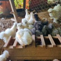 Galline moroseta