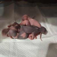 Dolcissimi cuccioli di Sphynx