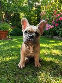 Bulldog francese