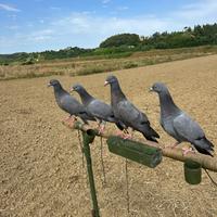 Piccioni per caccia al colombaccio