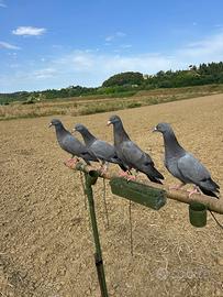 Piccioni per caccia al colombaccio