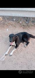 cane meticcio 