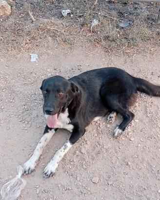 cane meticcio 