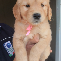 Golden Retriever di Allevamento