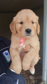 Golden Retriever di Allevamento