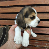 Beagle puro