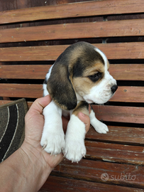 Beagle puro