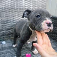 American Staffordshire terrier con pedigree