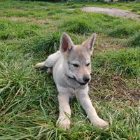 Cucciola di Cane Lupo Cecoslovacco