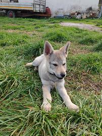Cucciola di Cane Lupo Cecoslovacco