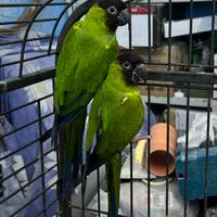 Coppia Conuri testa nera