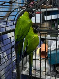 Coppia Conuri testa nera