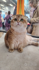 Maschi scottish fold
