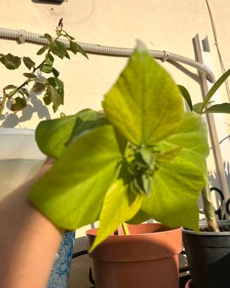 Hibiscus acquatico, diversi colori Fiore e enorme