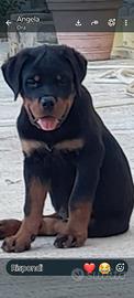 Cucciolo rottweiler nato il 5 giugno