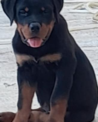 Cucciolo rottweiler nato il 5 giugno