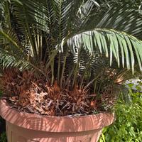  Cicas femmina trentennale 