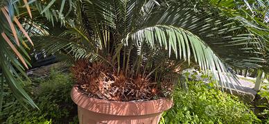  Cicas femmina trentennale 