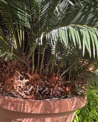  Cicas femmina trentennale 