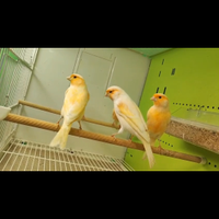 Canarini maschi e femmine