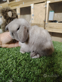 Minilop coniglio nano