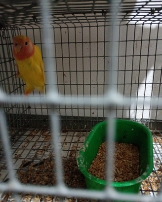 Animali Stefano
