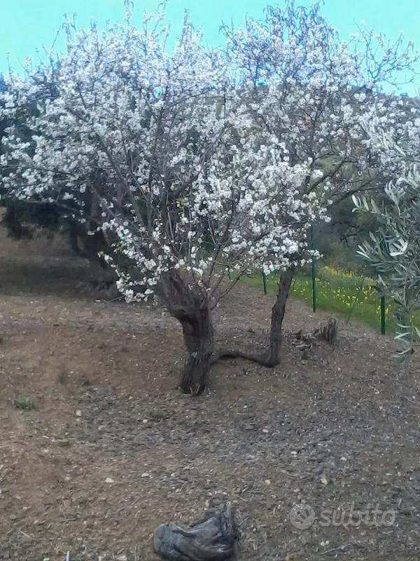 Terreno uliveto - Vista 3