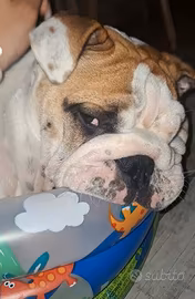 Cucciolo bulldog