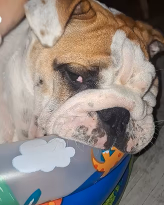 Cucciolo bulldog