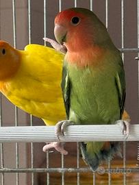 Inseparabile ancestrale