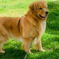 Golden Retriever americano per accoppiamento