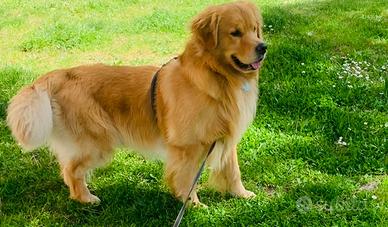 Golden Retriever americano per accoppiamento