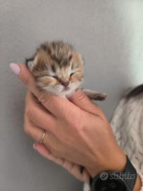 Cuccioli scottish straight/british con pedigree