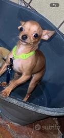 Chihuahua