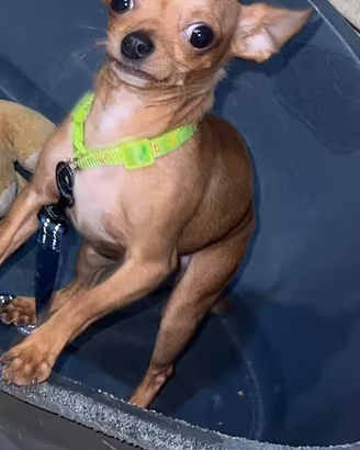 Chihuahua