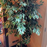 pianta artificiale ficus Benjamin 