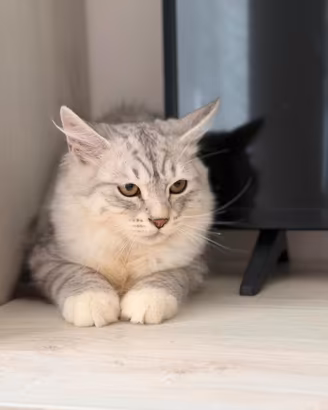 Ultimo maschietto pura razza gatto siberiano