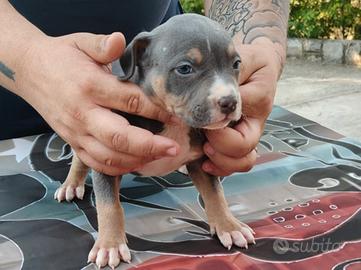 Pitbull