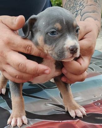 Pitbull