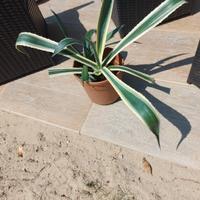agave variegata 