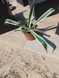 agave variegata 