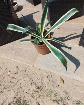 agave variegata 