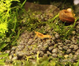 Cambarellus Patzcuarensis Orange